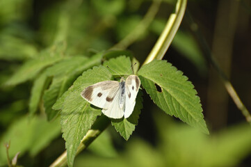 羽を広げたモンシロチョウ