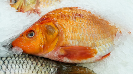 Fish on crushed ice for sale at the market