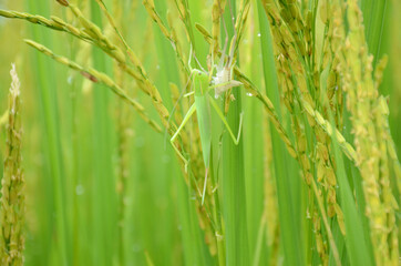 closeup the green bug insect hold on paddy plant in the farm over out of focus green brown background.