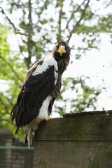 Beautiful Steller's sea eagle in zoo enclosure