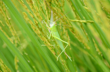 closeup the green bug insect hold on paddy plant in the farm over out of focus green brown background.