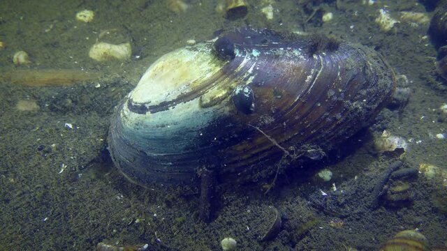 Freshwater bivalve Swan mussel (Anodonta cygnea) at the bottom of the river.