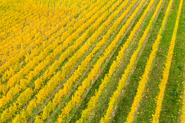 View from the bird's eye view on the golden discolored rows of vines in the vineyards of Rhinegau