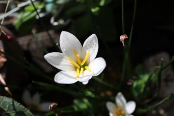 庭のタマスダレ