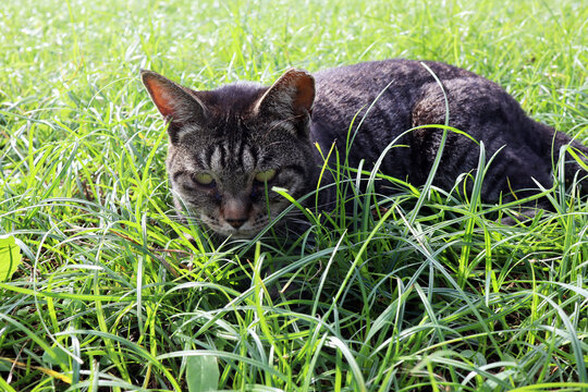 どら猫 の画像 9 308 件の Stock 写真 ベクターおよびビデオ Adobe Stock