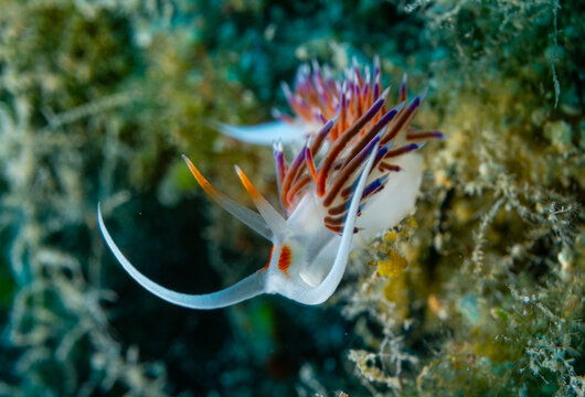 Flabellina im ionischen Meer vor Zakynthos