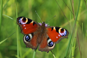 Obraz premium butterfly