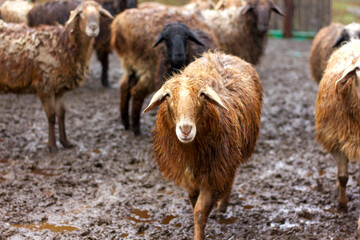 Fototapeta premium a flock of sheep and rams walks in the corral in the fall in the rain