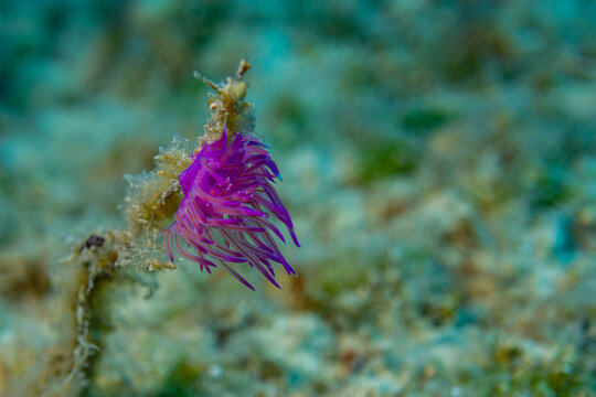 Flabellina im ionischen Meer vor Zakynthos