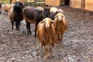 a flock of sheep and rams walks in the corral in the fall in the rain