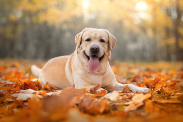 retriever in the autumn park