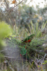 Australian King Parrot Perched in tree