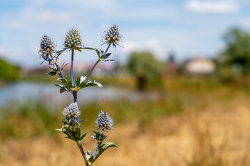 Beautiful blue Eryngium planum with very simple leaves with prickly and magically flamboyant heads using bokeh effect on landscape with river in the background.