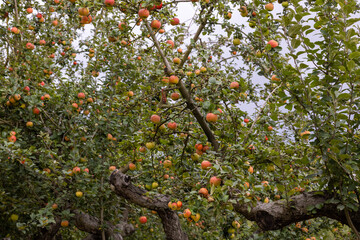 Apple trees before harvest on an organic farm 