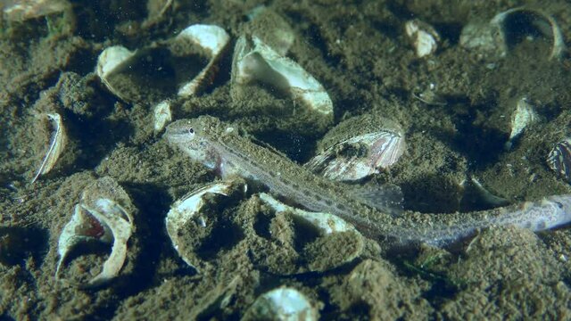 Spined Loach (Cobitis taenia) lies on the river bottom, then quickly swims out of the frame, raising a cloud of turbidity, close-up.