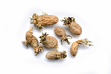group of old sprouted potatoes