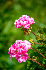 Blooming buds of pink geranium in a flower pot.