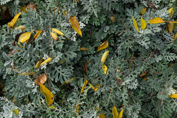 Textured background of the plant, Jacobaea maritima, or silver ragwort, full of green leaves, in autumn, native to the Mediterranean region