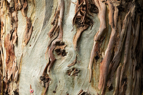 Textured background of a tree trunk of the species, Eucalyptus globulus, or southern blue gum, in autumn, endemic to southeastern Australia