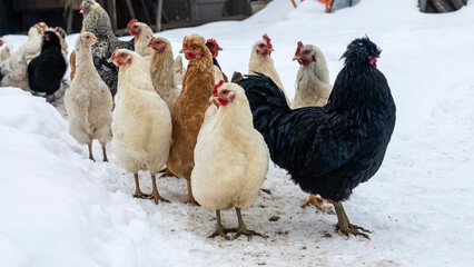 Poultry plant. The hens in the chicken coop went out for a walk and watched in amazement. Agriculture concept.