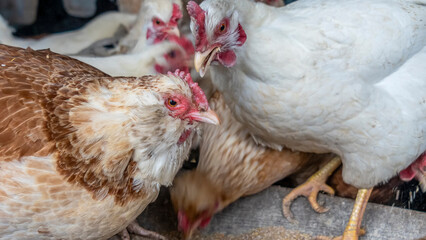 Poultry plant. The hens in the chicken coop went out for a walk and watched in amazement. Agriculture concept.