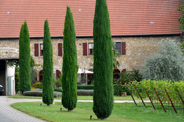 weingut in westhofen