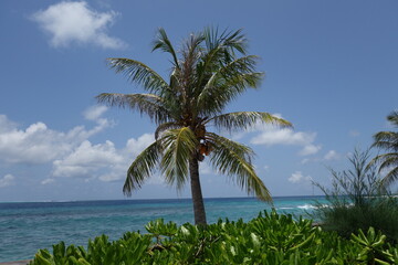 Obraz premium Palm tree and green bushes in front of the indian ocean