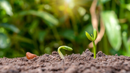 Small trees of different sizes growing on green background concept of caring for the environment and world environment day.