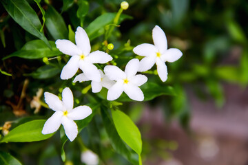Natural white sampaguita jasmine blooming with bud inflorescence and green leaves in garden...