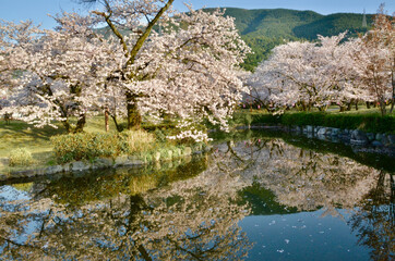 Fototapeta na wymiar The cherry blossoms in full bloom are beautifully reflected on the lake