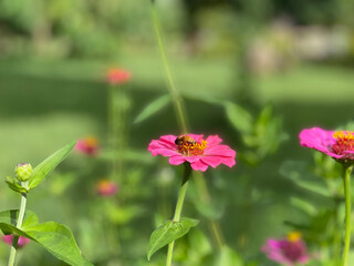 pink flower in the garden