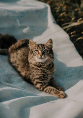 A small striped cat lies on a blue blanket and looks up. Image with selective focus and toning. Image with noise effects. Focus on the cat's eyes.