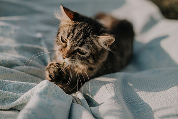 A small striped cat lies on a blue blanket and playing. Image with selective focus and toning. Image with noise effects. Focus on the cat's eyes.

