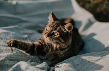 A small striped cat lies on a blue blanket and playing. Image with selective focus and toning. Image with noise effects. Focus on the cat's eyes.

