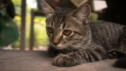 cat on the window
looking at villagers
walking through
