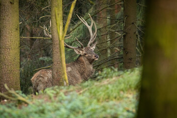 Red deer, cervus elaphus, with big antlers standing in forest in autumn. Huge stag looking to the camera in wilderness in fall. Brown mammal walking in woodland.