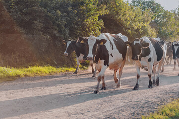 cow at sunset are walking along the road against the background of the countryside