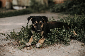 A small black puppy with brown and tan paws is lying on the grass. He has sad eyes. Image with selective focus and toning. Image with noise effects. Focus on the dog's eyes.

