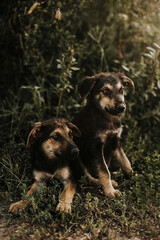 Two black puppies with brown spots with hanging ears are in the grass. One puppy is sitting, the other puppy is lying down. Image with selective focus and toning. Image with noise effects.