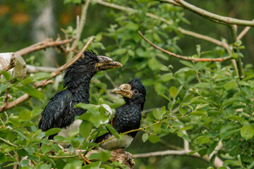 Two  piping hornbill (Bycanistes fistulator) sitting on the branch