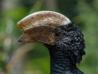 Trumpeter hornbill closeup portrait - beak detail