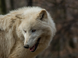 Naklejka na ściany i meble Smiling arctic wolf closeup portrait