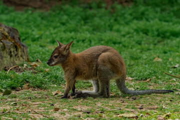 Little red-necked wallaby on a green meadow