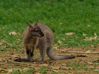 Little red-necked wallaby on a green meadow