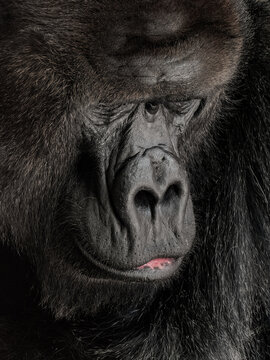 Black western gorilla male cleaseup portrait