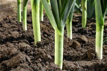 Fresh green leeks growing in field on sunny day