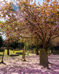 spring blossom on trees in the graveyard