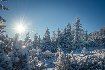 Winter fairy tale in Tatra Mountains, Poland. Morning sun, snowy coniferous trees and bushes, cold December air. Selective focus on the forest, blurred background.