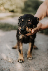 A black puppy with brown spots is standing on the ground. A man's hands are holding his head. Image with selective focus and toning. Image with noise effects. Focus on the dog's eyes.