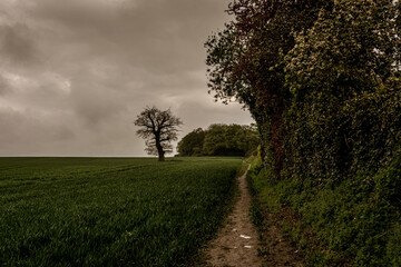 path through the fields on a stormy day